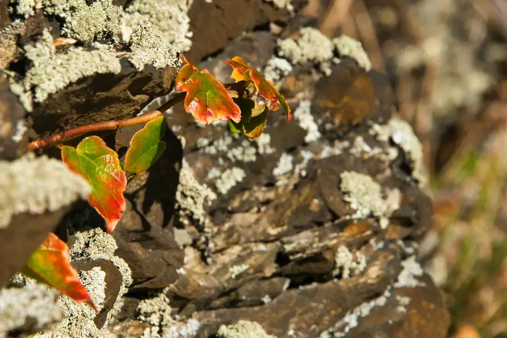 香草苗供應：滿足各類香草種植需求