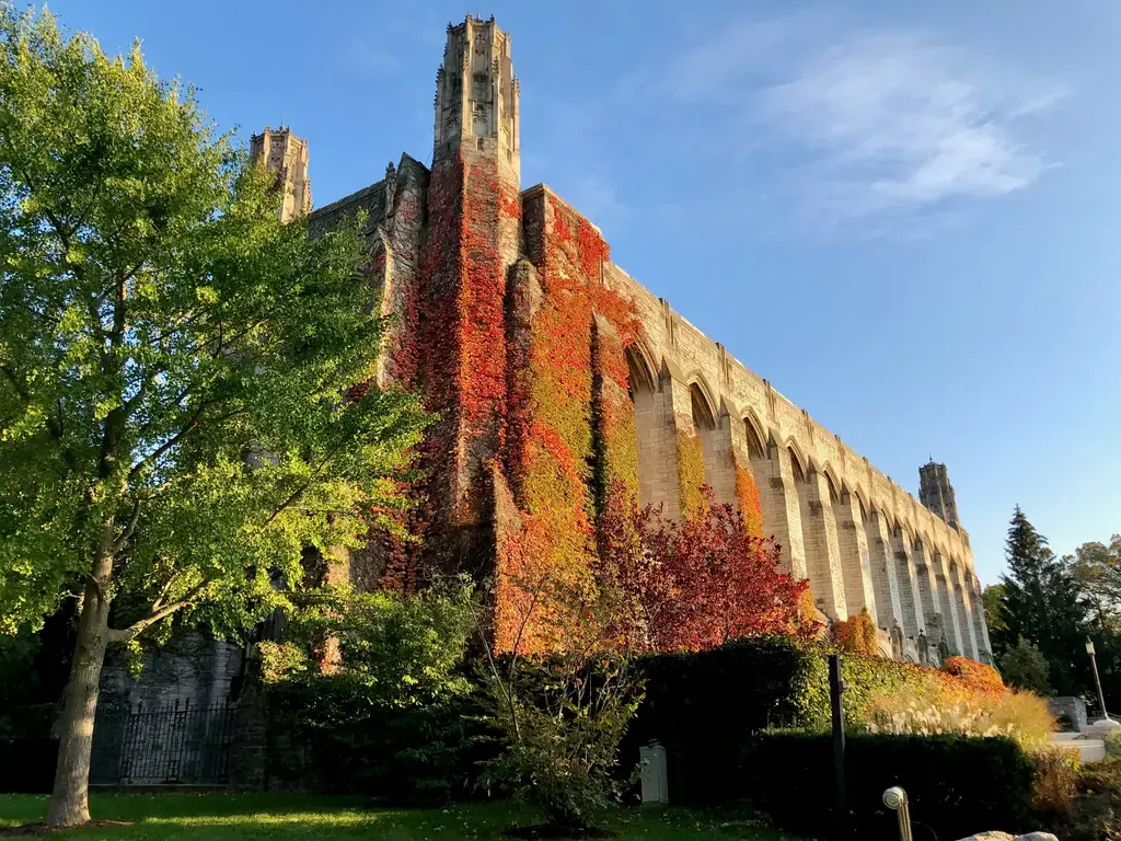 以香草莢替代為主題
