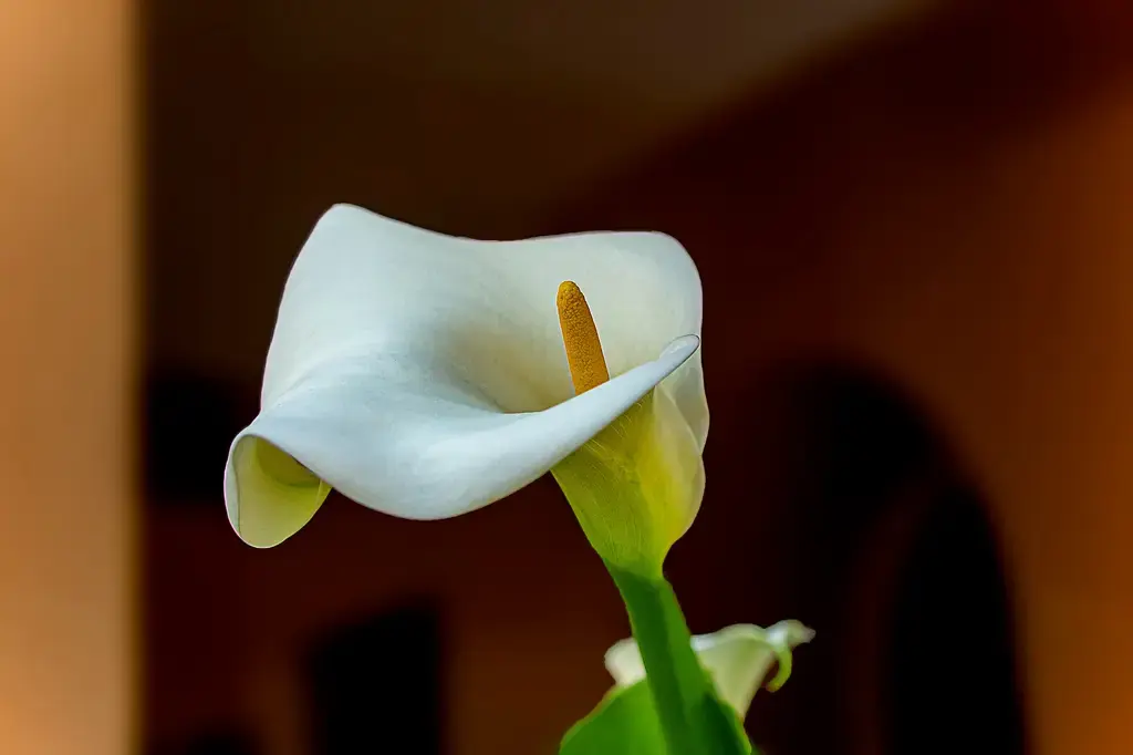 迷迭香：香草界中的醉人奇葩