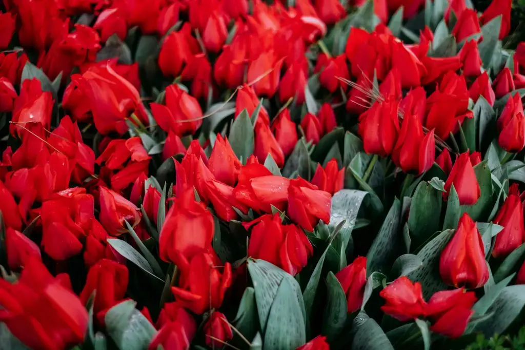水耕種植香草：打造你的都會綠洲