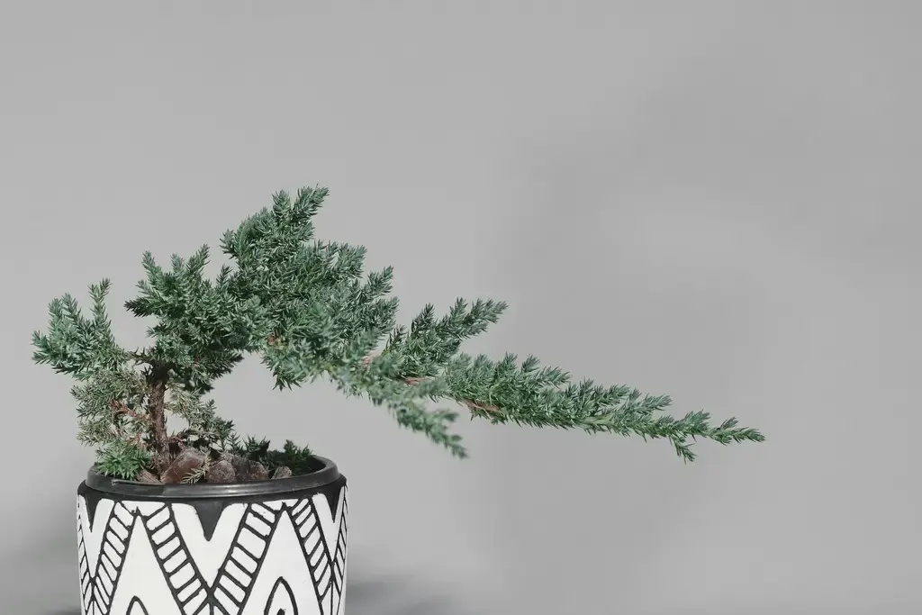 百百里香種植指南