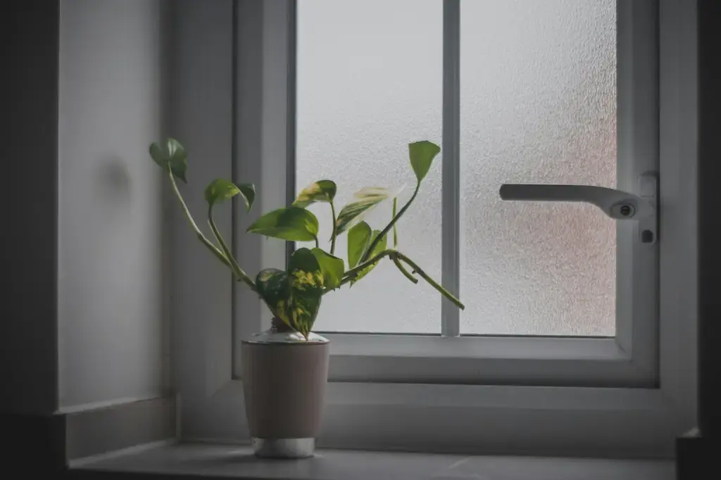 迷迭香：香草中的百變精靈