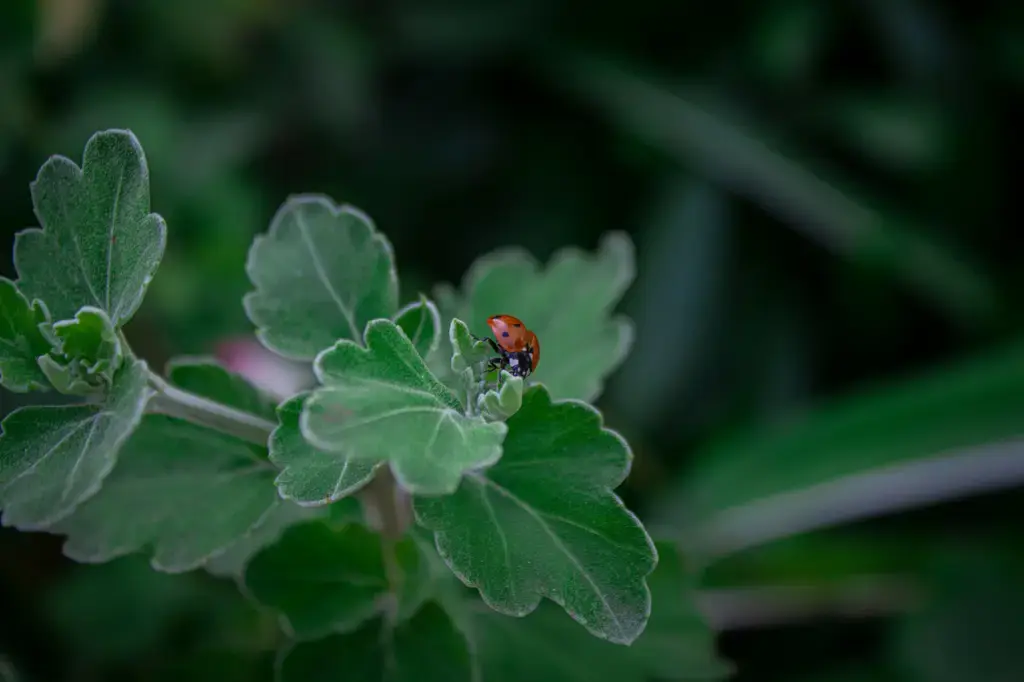 台灣的香草樂園：探索豐富的食用香草種類